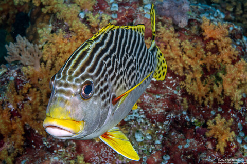 Plectorhinchus lineatus (Diagonal-Banded Sweetlips)