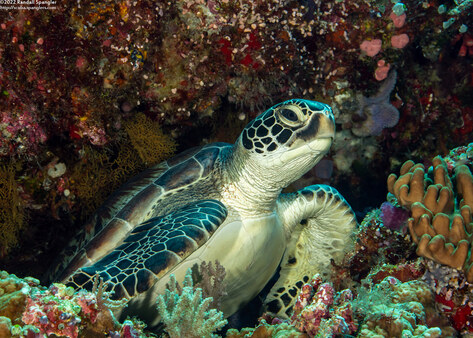 Chelonia mydas (Green Sea Turtle)