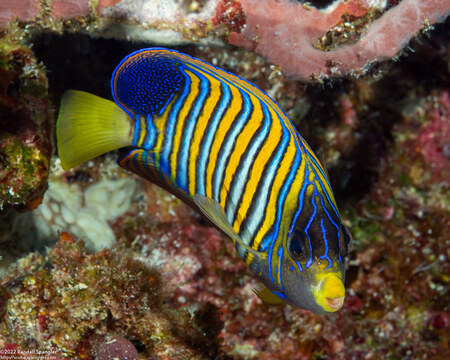 Pygoplites diacanthus (Regal Angelfish)