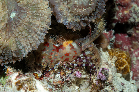 Saron sp.1 (Marbled Shrimp)