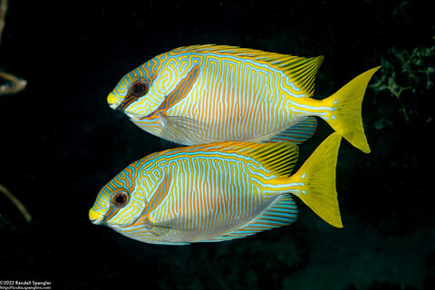 Siganus doliatus (Barred Rabbitfish)