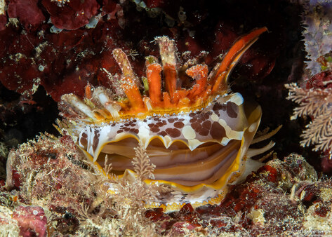 Spondylus varius (Variable Thorny Oyster)