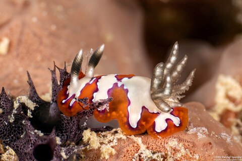 Goniobranchus fidelis (Creamy Chromodoris)
