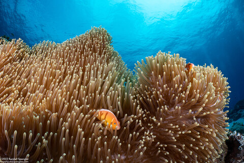 Heteractis magnifica (Magnificent Sea Anemone)