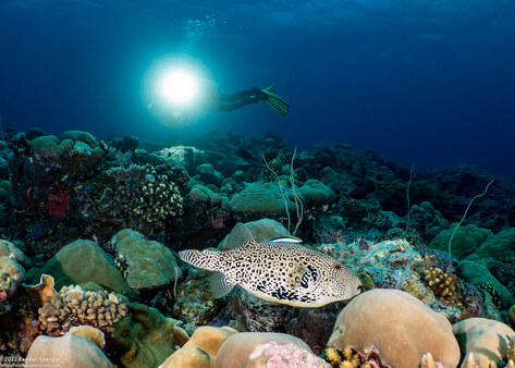 Arothron mappa (Map Puffer)