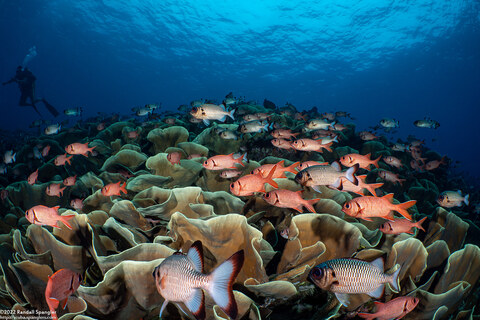 Turbinaria sp.1 (Turbinaria sp.1)