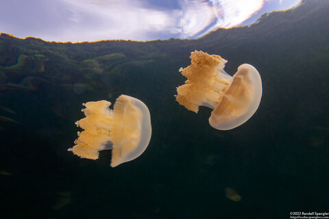 Mastigias papua etpisoni (Golden Jellyfish)