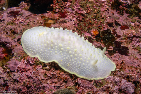 Cadlina luteomarginata (Yellow Margin Cadlina)