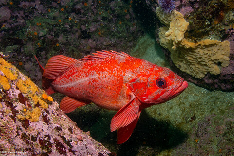 Sebastes miniatus (Vermilion Rockfish)