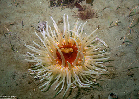 Urticina columbiana (Sand-Rose Anemone)
