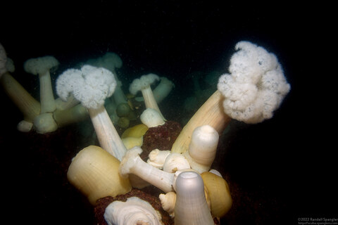 Metridium farcimen (White-Plumed Anemone)