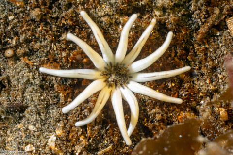 Halcampa crypta (Cryptic Burrowing Anemone)