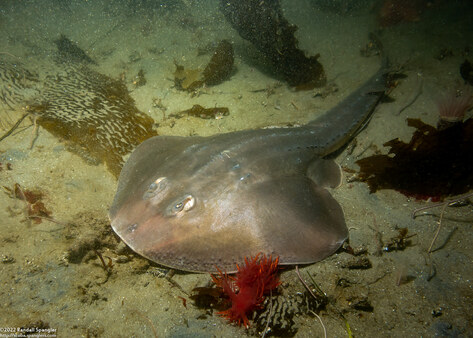 Platyrhinoidis triseriata (Thornback)