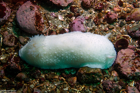 Doris odhneri (White Knight Dorid)