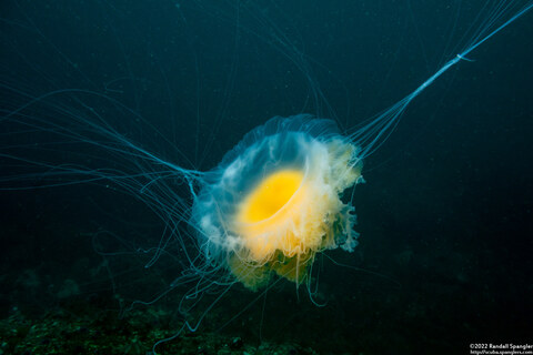 Phacellophora camtschatica (Egg-Yolk Jelly)