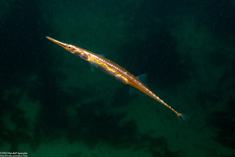 Aulorhynchus flavidus (Tubesnout)