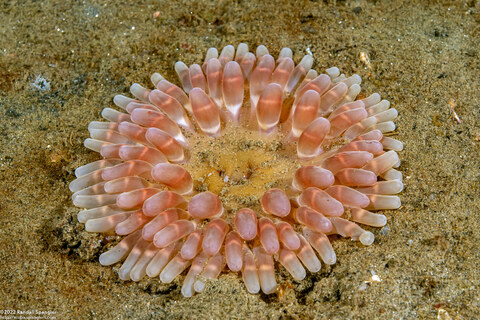 Urticina clandestina (Urticina Clandestina)