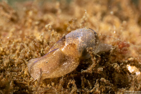 Haminoea vesicula (White Bubble Snail)
