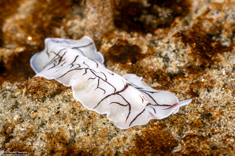 Eurylepta californica (Montgomery's Flatworm)