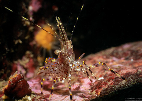 Pandalus danae (Dock Shrimp)