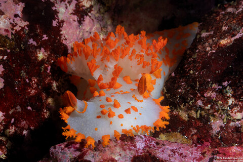 Album cover photo for San Carlos Beach - Late June 2022