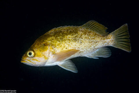 Sebastes atrovirens (Kelp Rockfish)