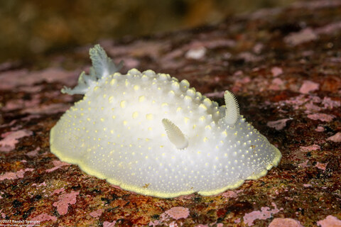 Cadlina luteomarginata (Yellow Margin Cadlina)