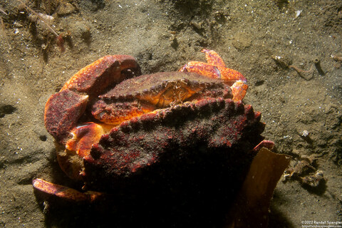 Cancer productus (Red Rock Crab)