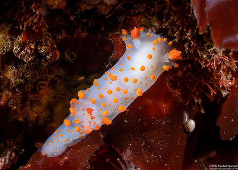 Triopha catalinae (Catalina Triopha)