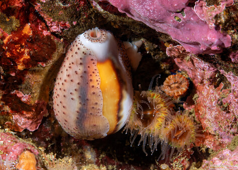 Neobernaya spadicea (Chestnut Cowry)