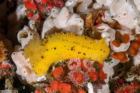 Doris montereyensis (Monterey Dorid)