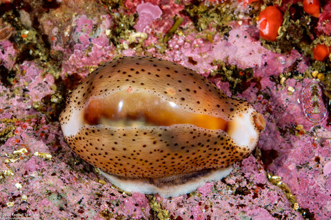 Neobernaya spadicea (Chestnut Cowry)