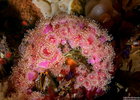 Corynactis californica (Club-Tipped Anemone)