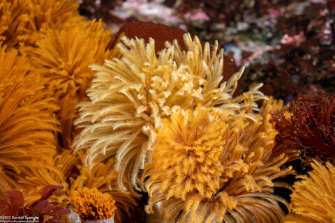 Eudistylia polymorpha (Feather Duster Worm)