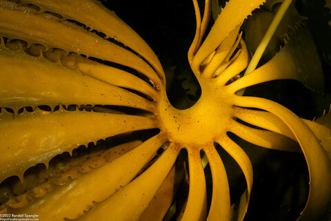 Album cover photo for Boat Dives - July 2022