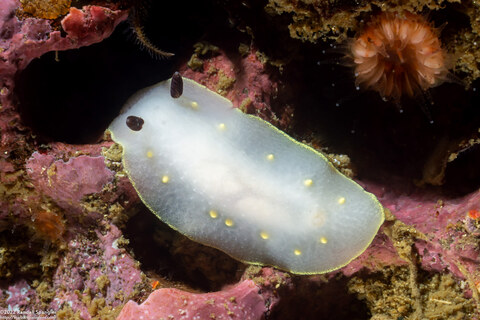 Cadlina flavomaculata (Yellow-Spot Cadlina)