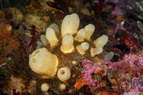 Polymastia pachymastia (Aggregated Nipple Sponge)