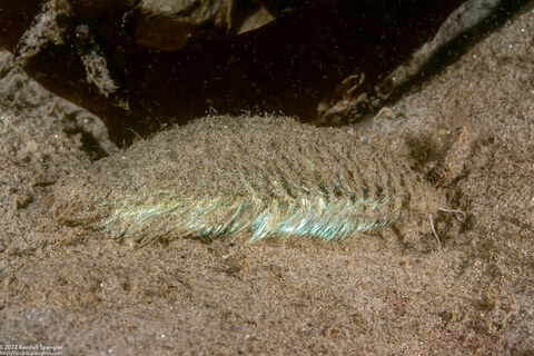 Aphrodita japonica (Sea Mouse)