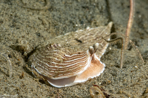 Album cover photo for San Carlos Beach - July 2022