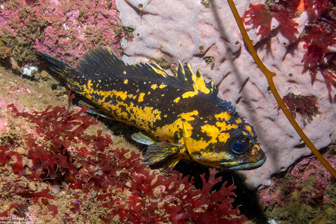 Sebastes chrysomelas (Black-and-Yellow Rockfish)
