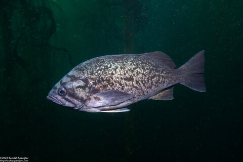 Sebastes mystinus (Blue Rockfish)
