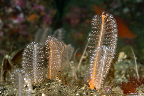 Virgularia sp.4 (Virgularia sp.4)