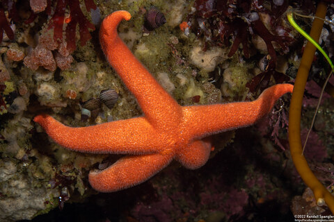 Henricia leviuscula (Blood Star)