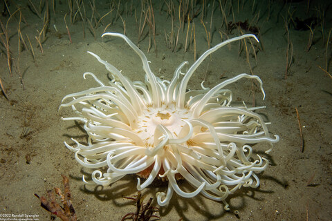 Urticina columbiana (Sand-Rose Anemone)