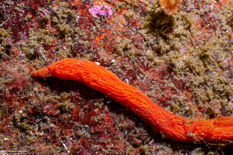 Cirriformia sp.1 (Cirriformia sp.1)