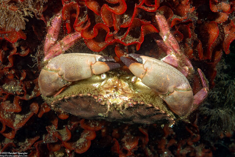 Romaleon antennarium (Pacific Rock Crab)