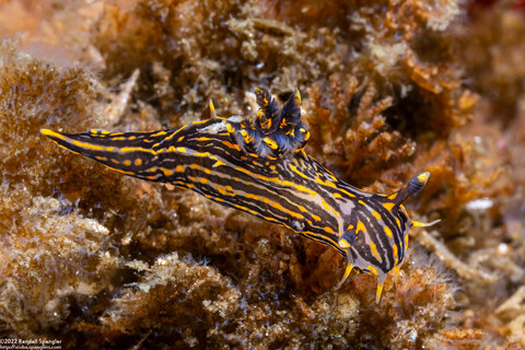 Polycera atra (Black Dorid)