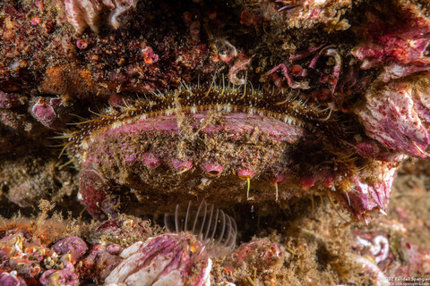 Haliotis kamtschatkana (Pinto Abalone)