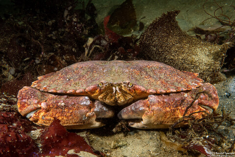 Cancer productus (Red Rock Crab)