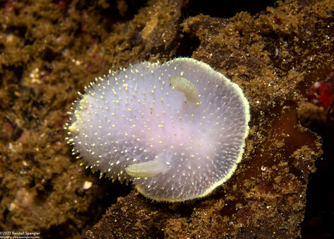 Acanthodoris hudsoni (Hudson's Horned Dorid)
